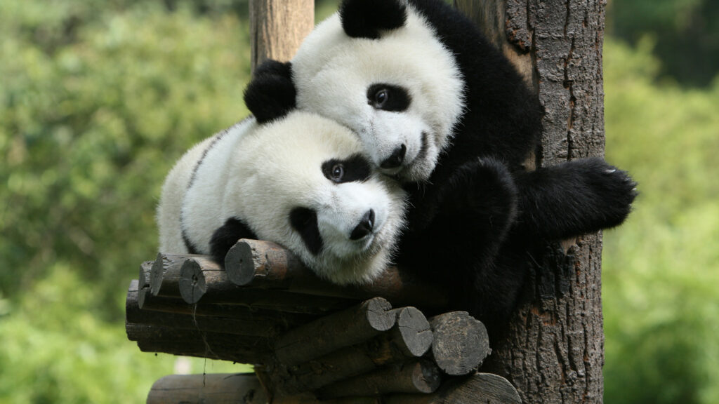 Pandas Resting